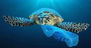 World Oceans Day; protect them from plastics that are so harmful to any animal species. - Imagen 4