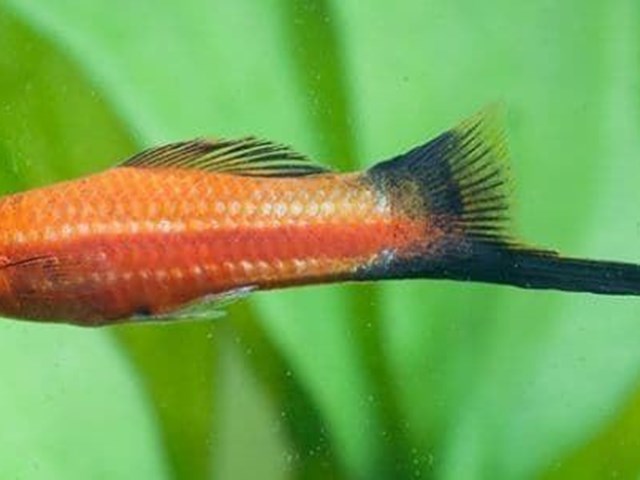 Xyphos, swordtail fish, like to swim freely and take long runs.