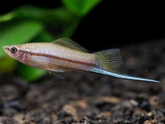 Xyphos, swordtail fish, like to swim freely and take long runs. - Imagen 2