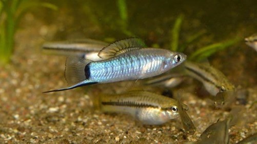Xyphos, swordtail fish, like to swim freely and take long runs. - Imagen 3