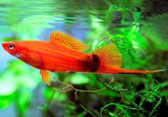 Xyphos, swordtail fish, like to swim freely and take long runs. - Imagen 4