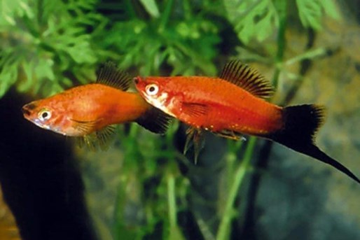 Xyphos, swordtail fish, like to swim freely and take long runs. - Imagen 6