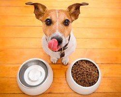You want to have your pet as healthy as possible, its nutrition is in your hands.