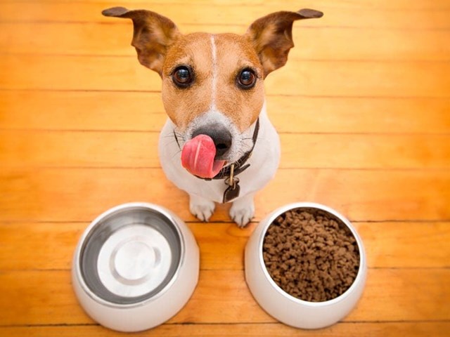 You want to have your pet as healthy as possible, its nutrition is in your hands.
