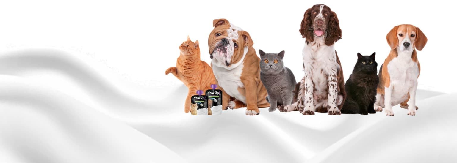 Yow up: yogurts for dogs and cats. Without lactose, without sugar and without fat. - Imagen 1