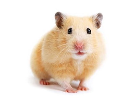 Los mejores cuidados para tu hamster ruso. - Imagen 1