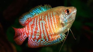 Los mejores peces tropicales de agua dulce recomendados para principiantes. - Imagen 6